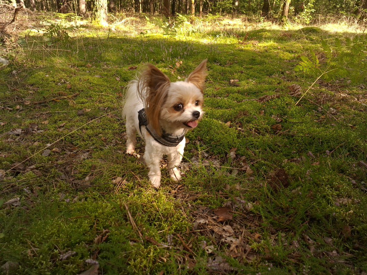 pi3rozekk's tweet photo. @SirGeneral_P4 My dog has such an auraloss that whenever I look at her I'm wondering if she's real https://t.co/lrdgB9fqhh