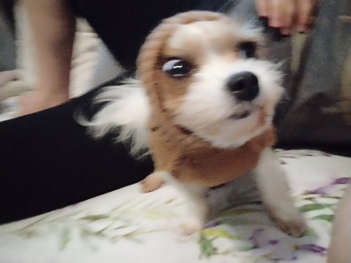 pi3rozekk's tweet photo. @SirGeneral_P4 My dog has such an auraloss that whenever I look at her I'm wondering if she's real https://t.co/lrdgB9fqhh