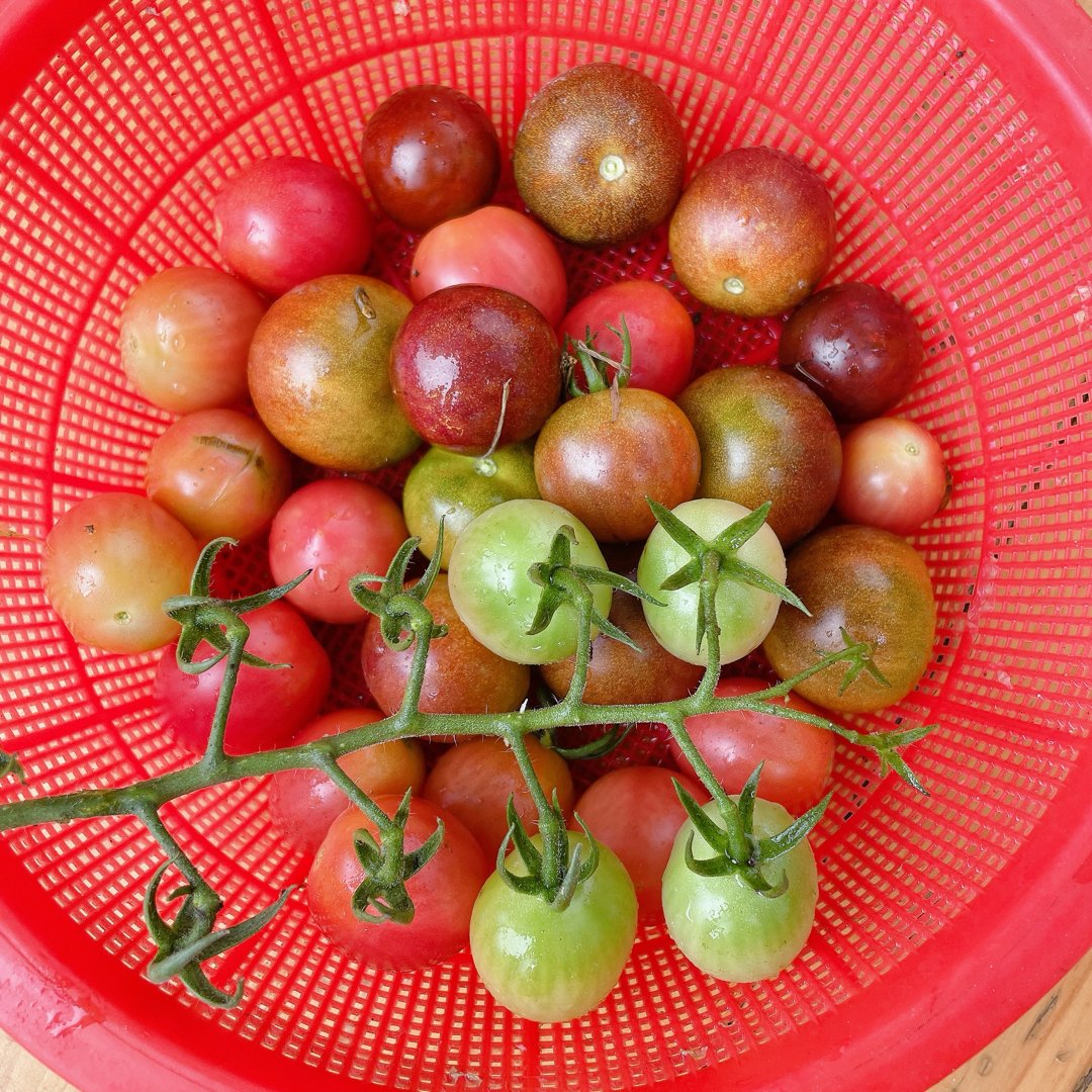 everz020749's tweet photo. Got a surplus of homegrown tomatoes Neighbor Alex just dropped by with fresh zucchini from his garden—swapping harvests is the best way to get to know folks around here!， https://t.co/xC4UXSOKl8