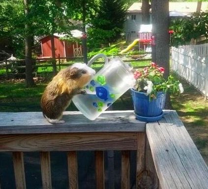 dailyguineapig's tweet photo. One of the most meaningful moments in life begin not when certainty arrives, but when you’re willing to move forward without it https://t.co/qRnf8Gs5U7
