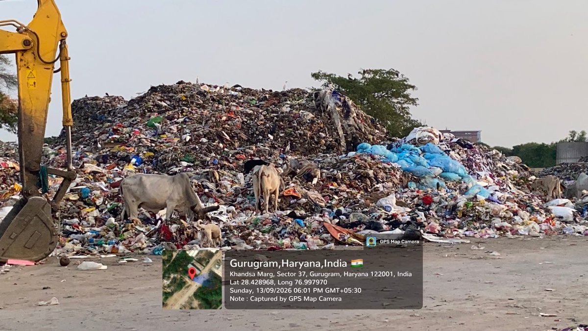 cleanAirBharat's tweet photo. CPCB complaint raised. MCG said it was “addressed.”

But please look at Khandsa today.

An established Secondary Collection Point has become a mini-landfill in the heart of the community ~20 m high and spread over 300–400 m, with fresh + rotting mixed waste.

50 m from a Govt school. ~100 m from Khandsa Mandi.

Waste from 3 zones is reportedly coming here, while there is a shortage of vehicles to move it out.

Cows feeding on garbage. Dogs scavenging. Vultures circling overhead. No visible vector-control mechanism.

And winter is approaching.

Khandsa has already seen a major waste fire in June, requiring 250+ fire tenders. What happens when this enormous mixed-waste mountain dries out?

An SCP cannot become a landfill simply because the system cannot move the waste fast enough.

People pay for waste collection. After collection, where does it go?

Where is the segregation? Where is the wet-waste processing? Where is dry-waste recovery?

@MunCorpGurugram @cpcb_official @HSPCBOfficial @CAQM_Official
@csharyana @cmohry @RaoNarbir @VipulGoelBJP @moefcc @MoHUA_India @ArtiSinghRao @PrinSciAdvGoI 

@ulbharyana please :

Prioritize Public Health
Follow Govt. SWM Rules.
Gurugram deserves better.

#Khandsa #Gurugram #WasteManagement #PublicHealth #SWMRules #FireSafety #Haryana