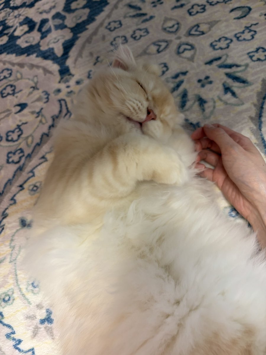 rikeko373's tweet photo. 猫様もふもふぅ🐈 https://t.co/flIzrcPCU9