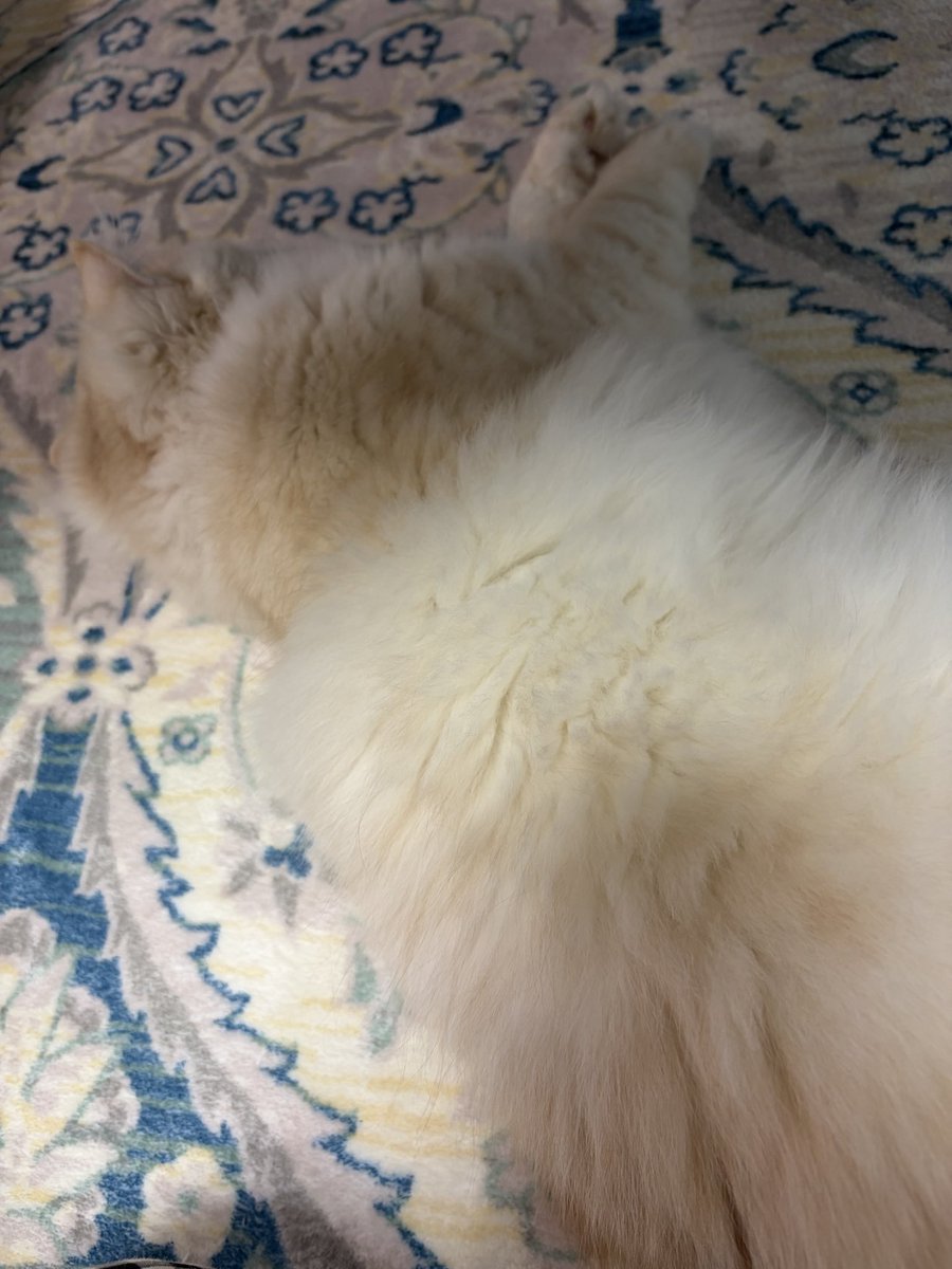 rikeko373's tweet photo. 猫様もふもふぅ🐈 https://t.co/flIzrcPCU9