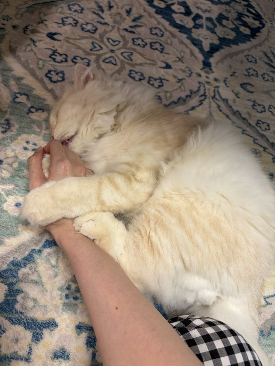 rikeko373's tweet photo. 猫様もふもふぅ🐈 https://t.co/flIzrcPCU9