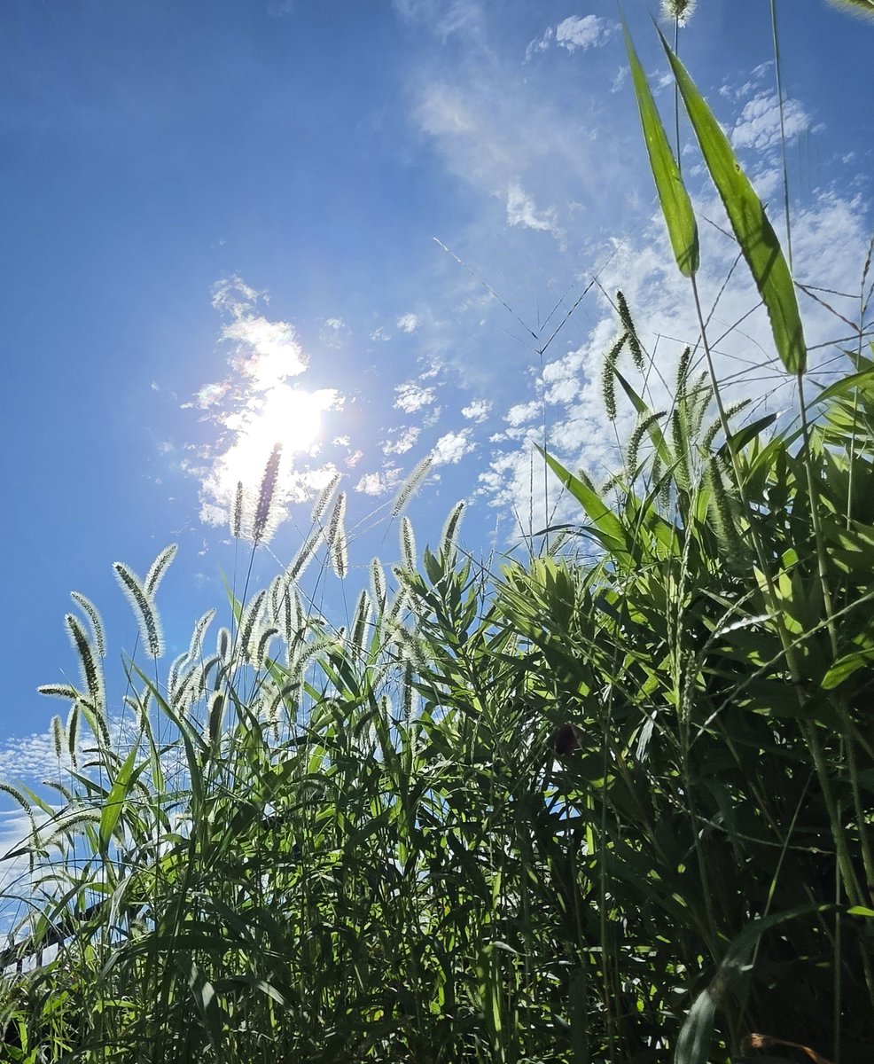 MayaSunsun's tweet photo. 久しぶりの晴れの日
秋空ですね
#晴れ
#秋空 https://t.co/7wmgmaatBJ
