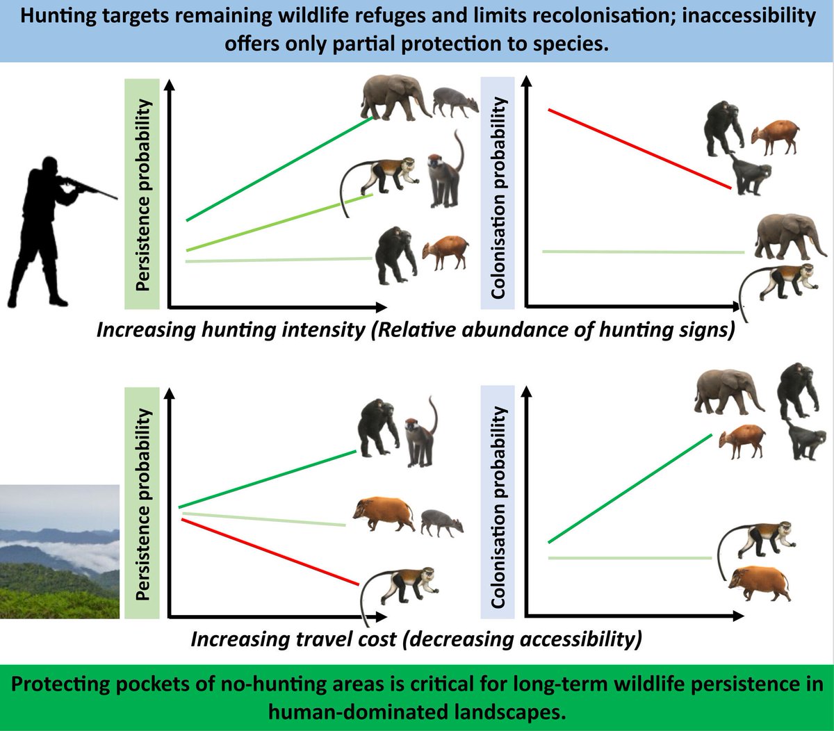 JAppliedEcology's tweet photo. 📖 New research📖 

These results imply that hunting not only targets areas used as refuges by wildlife, but also reduces recolonisation potential and may therefore alter source–sink dynamics 🐒 🌲 

🔎 Find out more: https://t.co/dQJD7BrAll https://t.co/9s0L3a4q4J