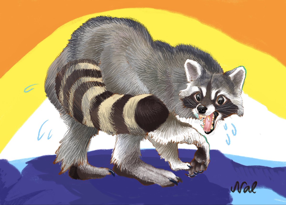 NalChaica09's tweet photo. アライグマTF🦝 https://t.co/Jt9uWyW7i5