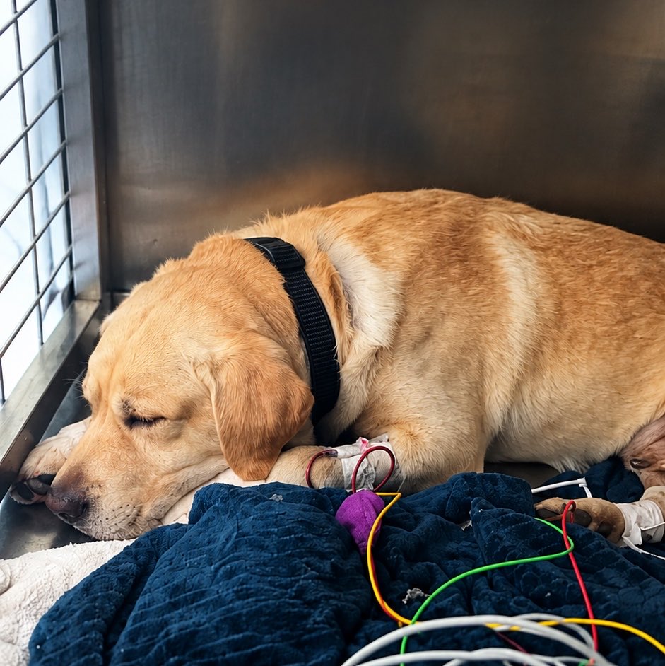patasarribacsur's tweet photo. 💔 Hoy despedimos a Quino, un héroe de cuatro patas.

El perro de rescate, condecorado por su labor tras el terremoto de Venezuela, ha muerto después de luchar contra una enfermedad desconocida.

«Ya no podía más». 🐾

Gracias por salvar vidas, Quino. Siempre serás un héroe. 🌈 https://t.co/tcV69NXuyT