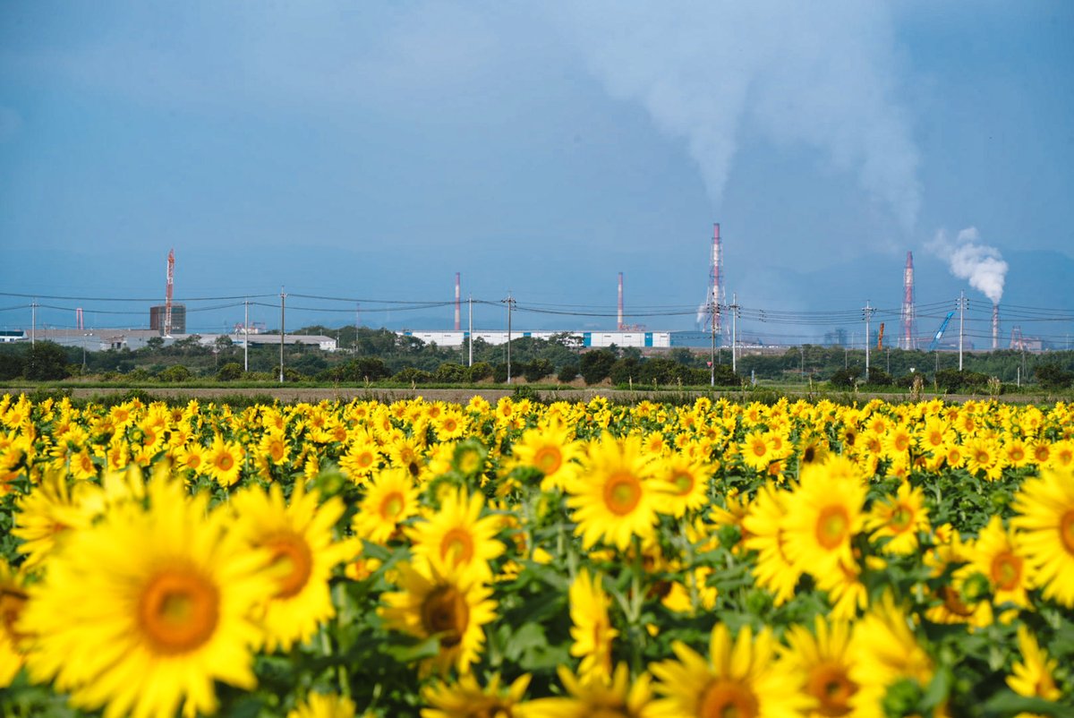 gra69ciel's tweet photo. 工場とひまわりの組み合わせが好き
岡山県の笠岡ベイファーム、まだひまわり咲いてました（昨日） https://t.co/jElzltcV82