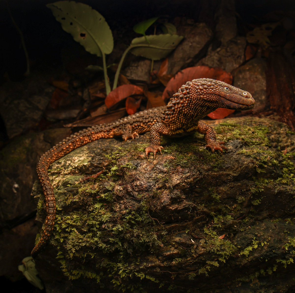 EvolveWildlife's tweet photo. Only found in Borneo, the earless monitor lizard is a rare living fossil that vanished from scientists twice, disappearing for over 80 years, before its recent rediscovery.

📷 Francesco Munoz https://t.co/2SH2ZEih0D