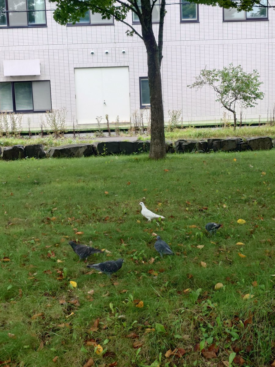 newzo31's tweet photo. 今日は公園でお散歩。
やっぱり白は目立つ。
米津玄師のIRIS OUT（MAJ2026）でスタート。
震えるほど素晴らしいパフォーマンス。

#釧路
#散歩 https://t.co/1Uo7SCYka7