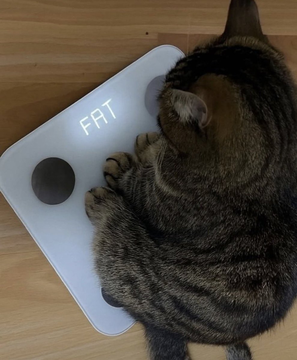 cutestskittens's tweet photo. https://t.co/eEmfnyEl0E