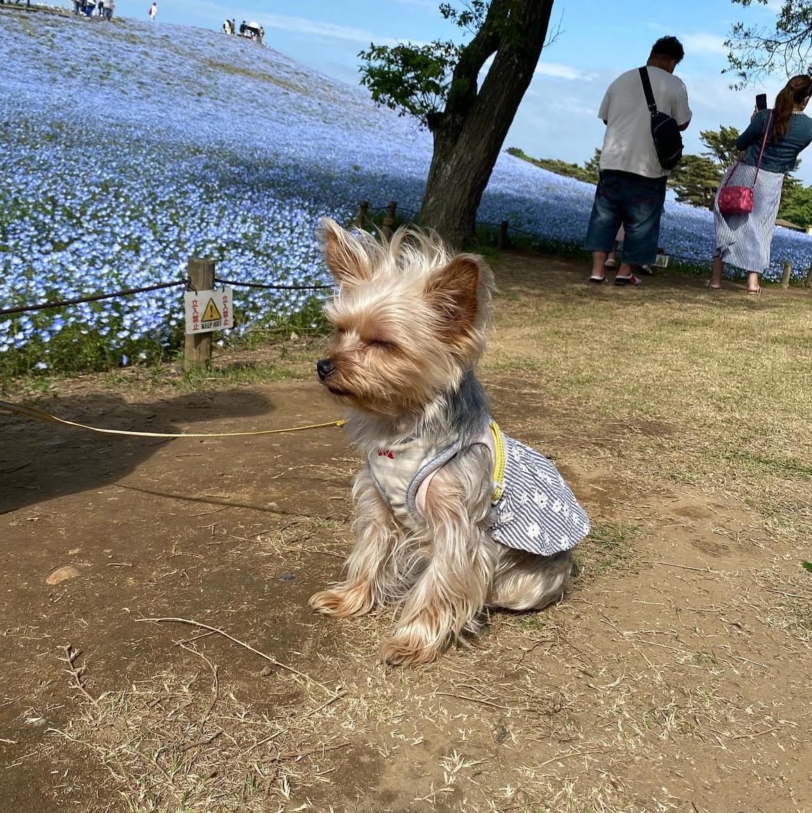 _Haruzo's tweet photo. むぎ、ガチで可愛い https://t.co/X9gOExDvwr