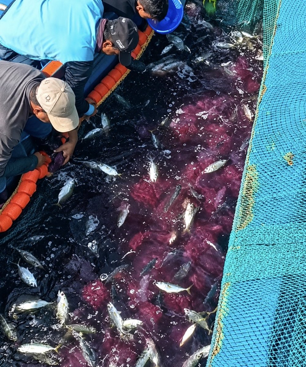 Anand02908794's tweet photo. 🌍🪼 Rising jellyfish blooms are disrupting coastal fisheries!
> Clogging nets 🥅, damaging gear 🔧 & cutting fishers’ incomes 📉🎣
#Jellyfish #Fisheries #ClimateChange #OceanJustice #BlueEconomy #MarineConservation #OneOcean #SDG14 https://t.co/UVKyrKlO3h