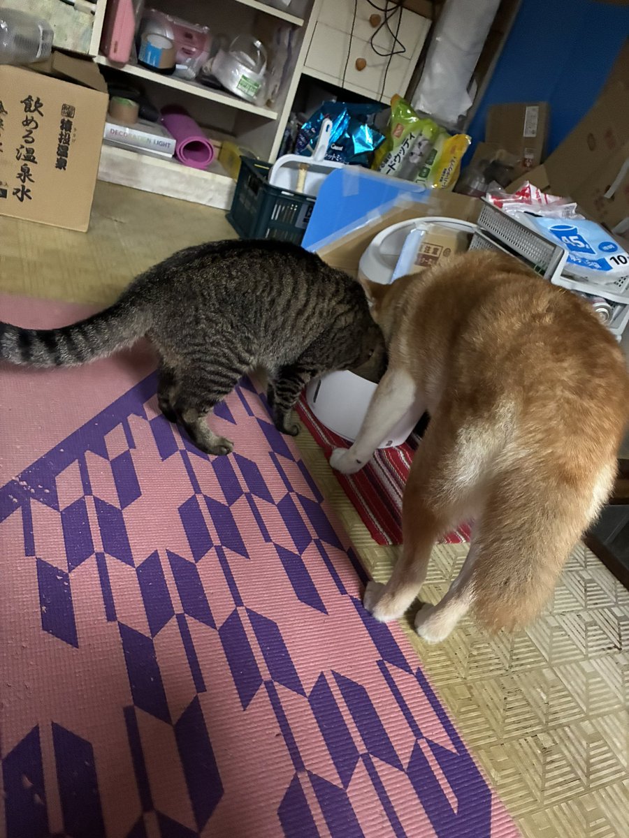 yume_201634's tweet photo. 一緒に飲んでる

#柴犬 #柴犬のいる生活 #犬のいる幸せ
#猫 #キジトラ #ピュアクリスタル #ゆめちゃんときいたん https://t.co/ILIsJAE3ZA