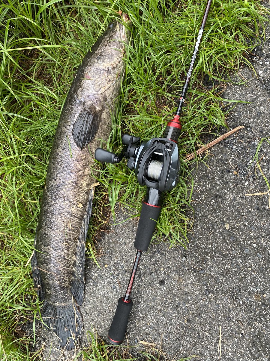 Legend_913's tweet photo. 上げ潮はハゼに変わったよw
雷魚泳いでたから目の前通してやったさ！6フィートULラインカーボンナイロン9lb、デコイ2.5ジグヘッド、グラスミノーS。全く問題なしꉂ🤣𐤔  #釣り  #ハゼ  #雷魚  #デコイ  #ジグヘッド #グラスミノー https://t.co/vSggRp8pBn