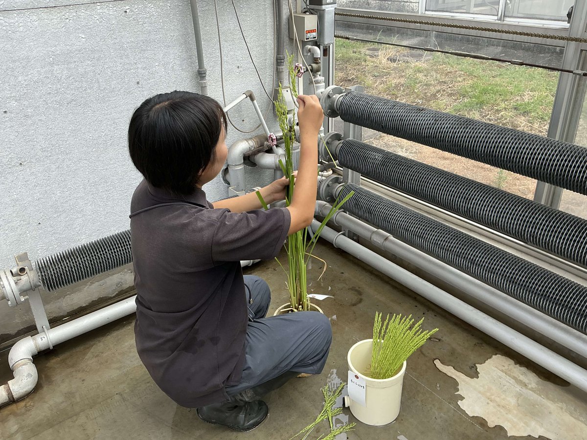 KumamotoP_ARC's tweet photo. 8月は水稲の花が咲く時期です
この時期に高温や病害虫に強く収量の多い美味しい水稲品種を育成するため、交配作業をしています
穂を湯につけ花粉だけを死滅させた雌しべに別品種の花粉をふりかけます。室内は花粉が飛ばないよう窓を締め切るため灼熱です
交配作業は新品種を作るためのスタート地点です https://t.co/w8FpfiGZGV