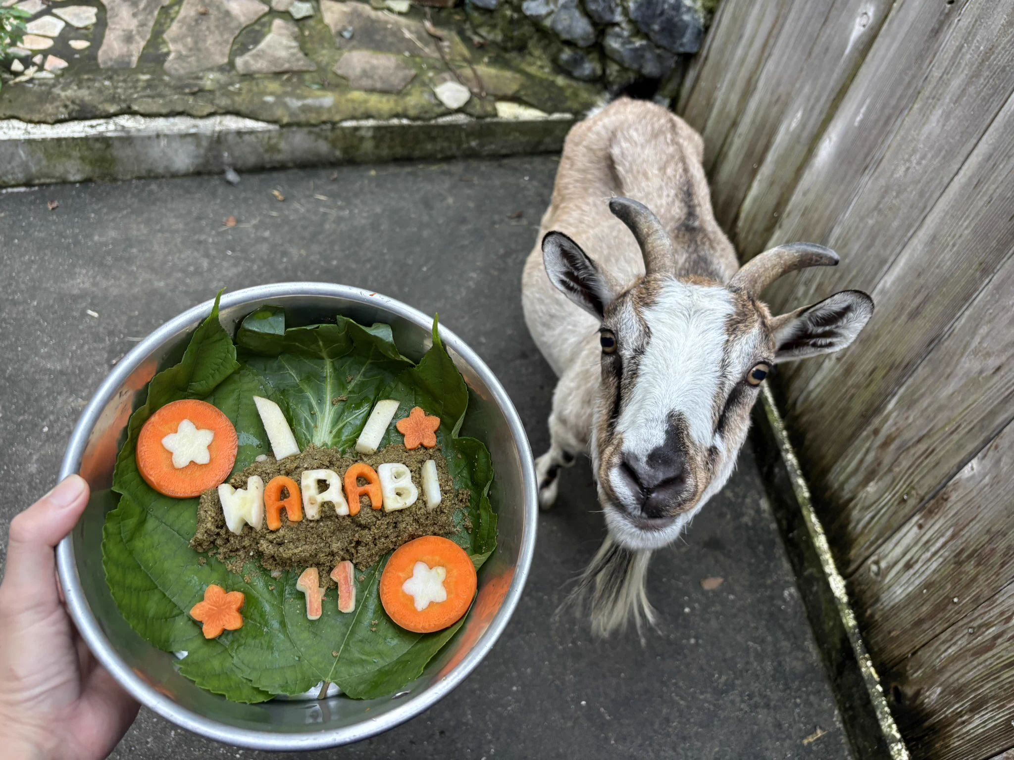 ヒノトントンZOO（羽村市動物公園） on X: 
