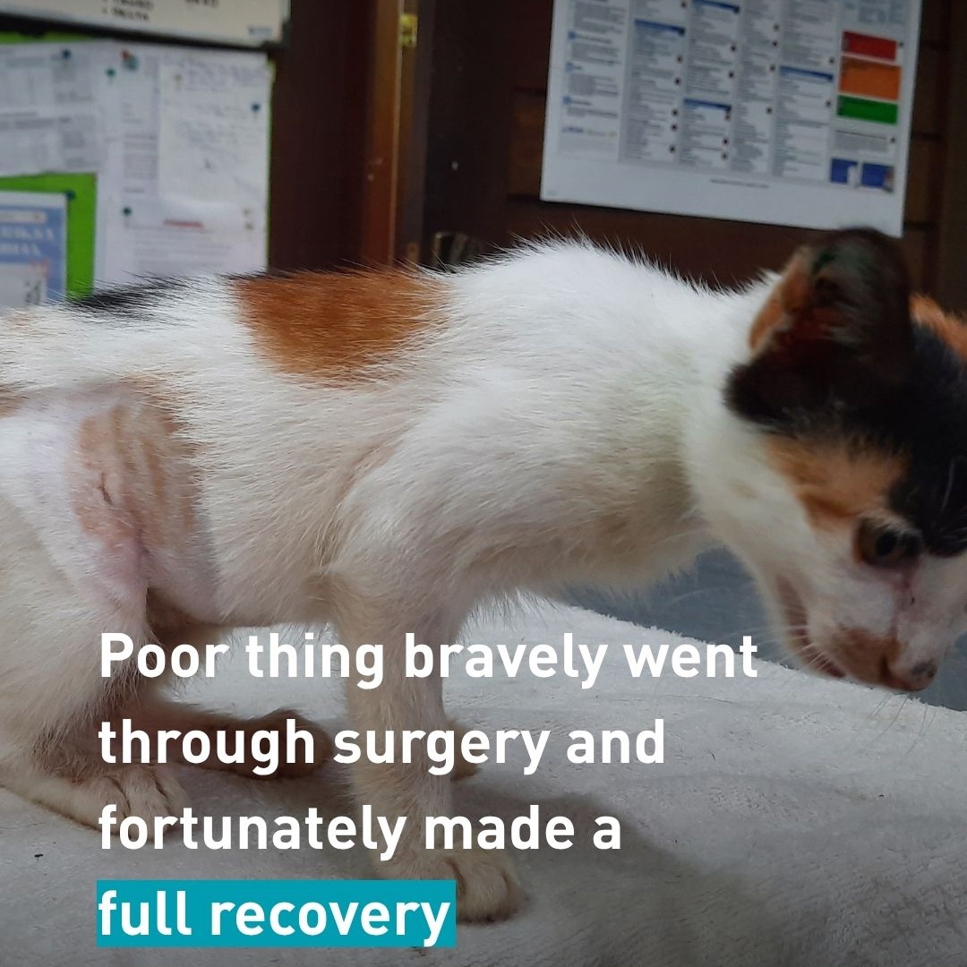 fourpawsint's tweet photo. 🇮🇩 Beland was found in heartbreaking condition and clearly in a great deal of pain. The cause of her suffering was immediately obvious: she had a severe open wound on her abdomen. 💔 We are only showing you how she looked after surgery as the image of her wound is graphic. 🛑 https://t.co/nd9Xk4EQwg