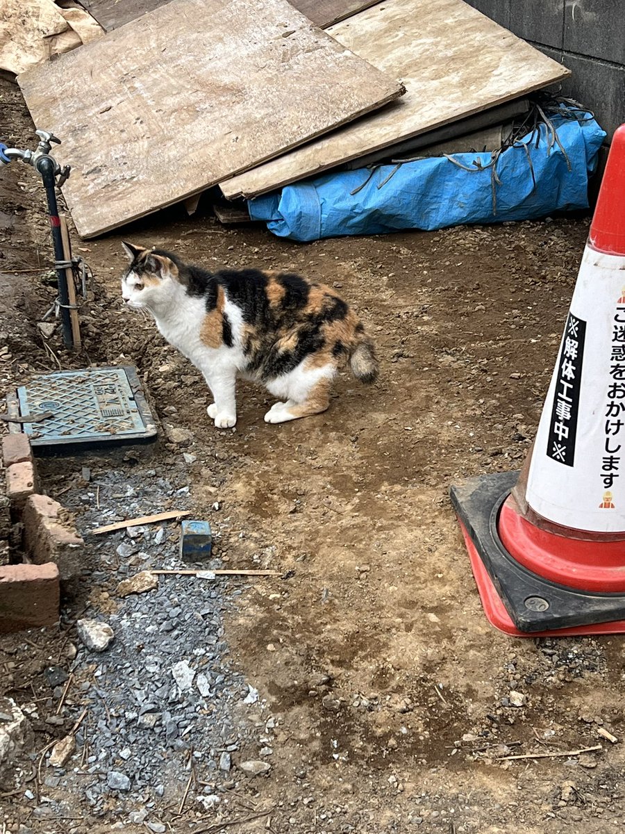 ErdTK_2's tweet photo. 職場近くでよく見かけてた三毛猫ちゃん、いつも佇んでたお家が解体されちゃって、なんだか「およよ……」みたいな感じでお家の跡地にいた。 https://t.co/Jkn5TcEOtw