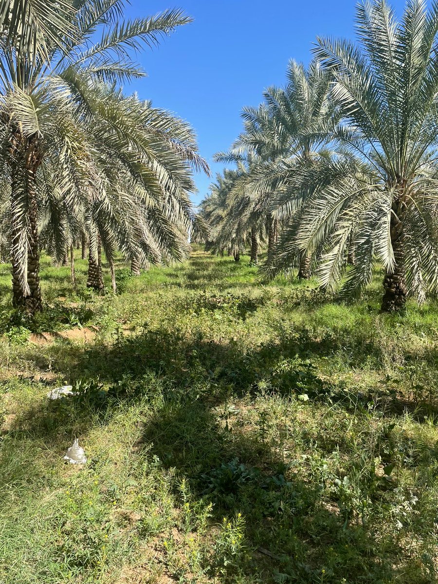 Academic_Agri06's tweet photo. لازالت الحشائش لا تاخذ حيز من الاهتمام كما يحصل في الأمراض والحشرات حتى من قبل الباحثين ..هي خطر صامت تعمل على استنزاف مكونات التربه و تقليل كفاءتها.
الحل بالوقايه قبل المكافحه وذلك بمنع وصول تلك النباتات للحد الحرج من المنافسه. استخدام السماد البلدي المعالج. تطبيق دورت زراعيه https://t.co/d0KDbIvAU9