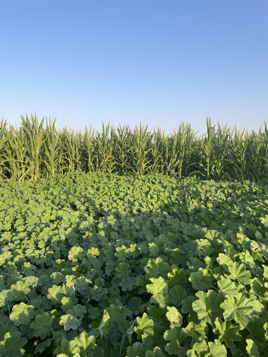 Academic_Agri06's tweet photo. لازالت الحشائش لا تاخذ حيز من الاهتمام كما يحصل في الأمراض والحشرات حتى من قبل الباحثين ..هي خطر صامت تعمل على استنزاف مكونات التربه و تقليل كفاءتها.
الحل بالوقايه قبل المكافحه وذلك بمنع وصول تلك النباتات للحد الحرج من المنافسه. استخدام السماد البلدي المعالج. تطبيق دورت زراعيه https://t.co/d0KDbIvAU9