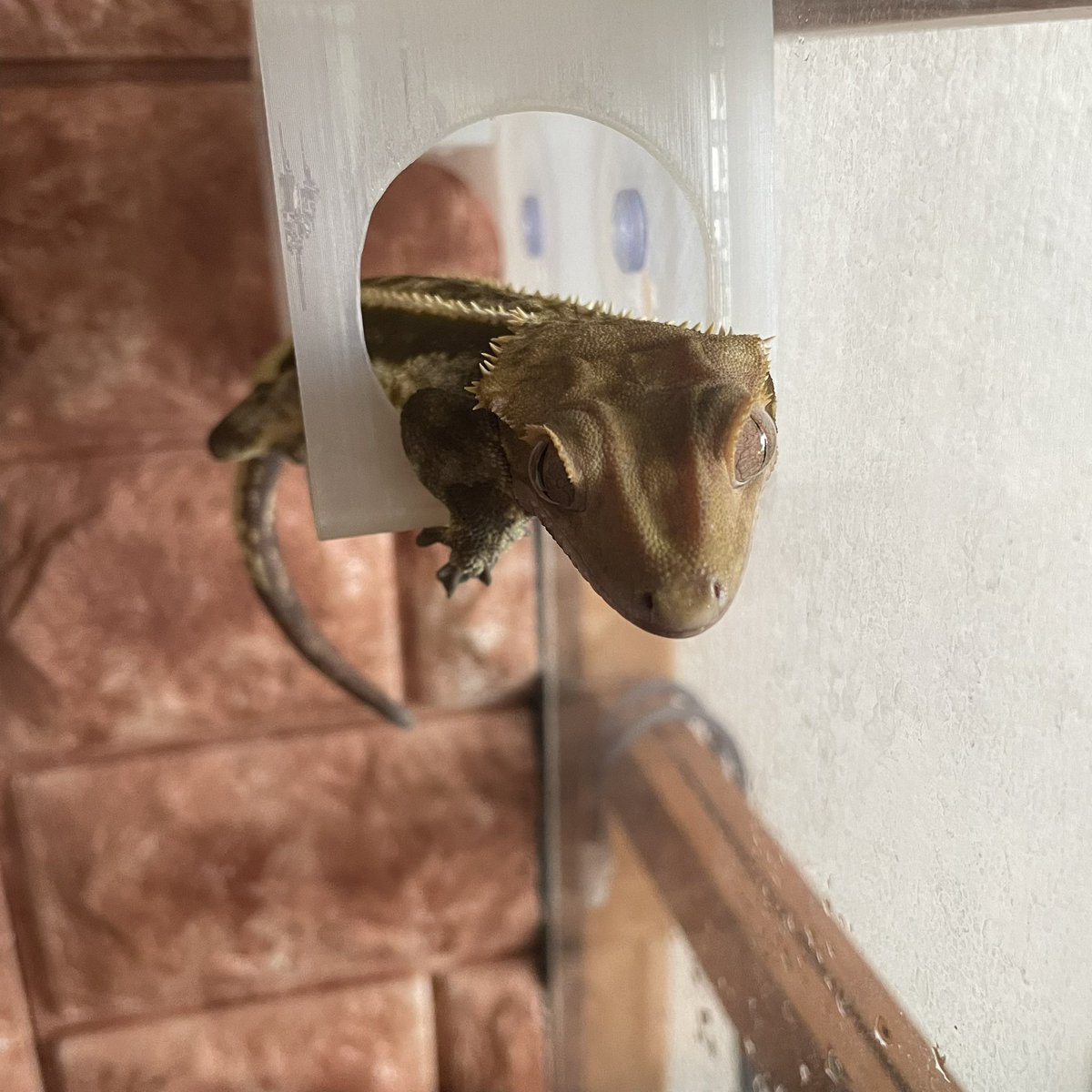 Pin_tlt_Ar's tweet photo. うちの子は元気です🦎✨ https://t.co/AuoRFX1WWv