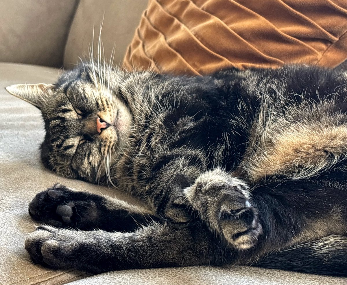 Aszinkt's tweet photo. Mijn nieuwe strategie voor meer bereik: kattencontent.

Meet Rocko. 🐾 #cats #maandag https://t.co/sO3nWJwGup