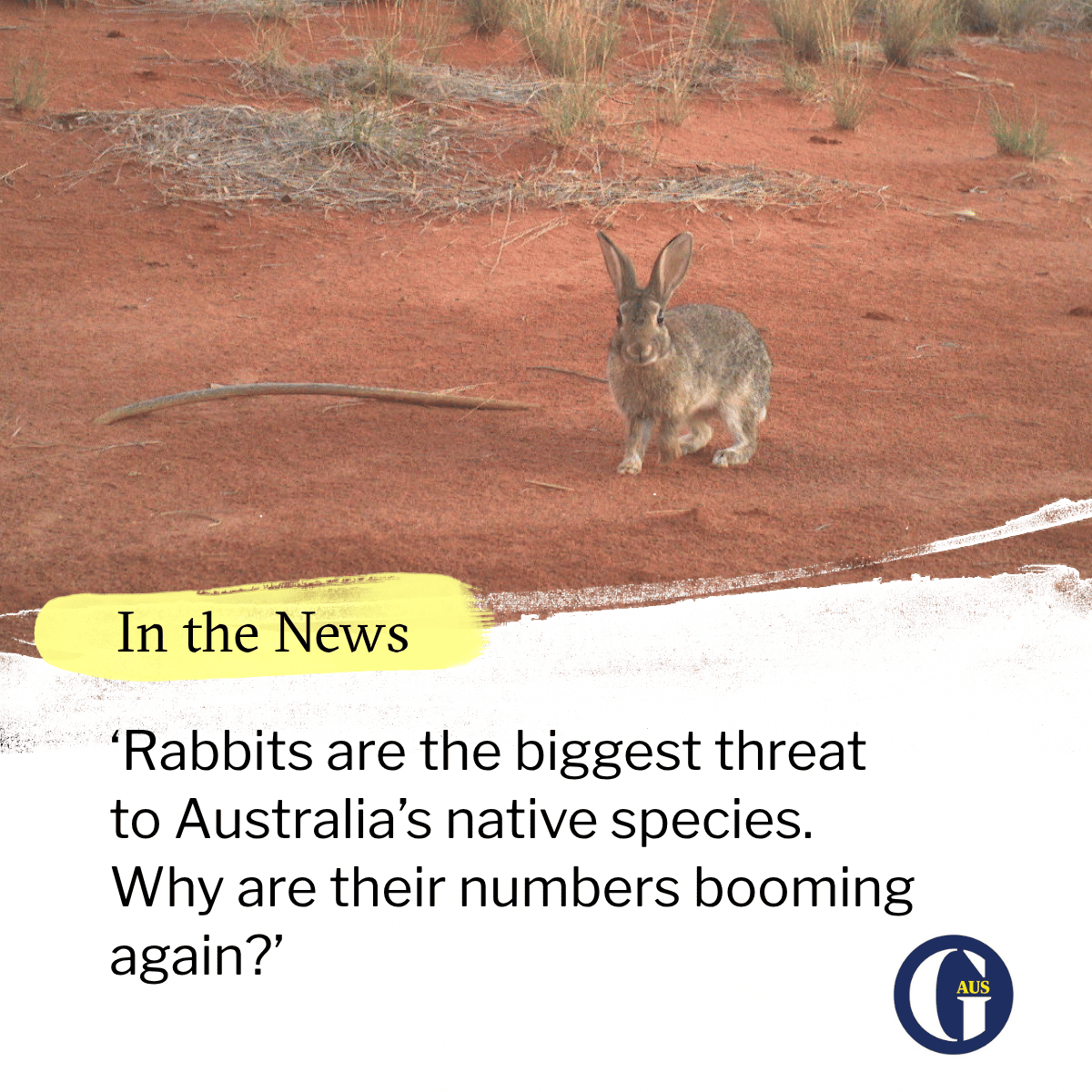 A rabbit stands on red soil with sparse vegetation in the background. Text on the image reads: "In the News. 'Rabbits are the biggest threat to Australia’s native species. Why are their numbers booming again?'" There is a logo in the bottom right corner with the letters "AUS.