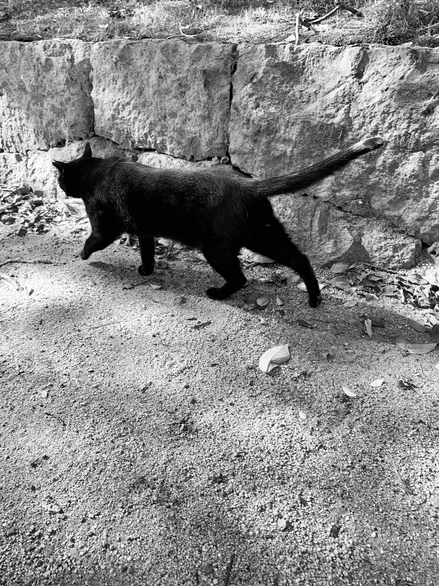 PhotoShinya's tweet photo. 怒りの感情よ

静かに

消え去れ

#モノクローム #詩 #猫写真 https://t.co/P1e0GDzjRu