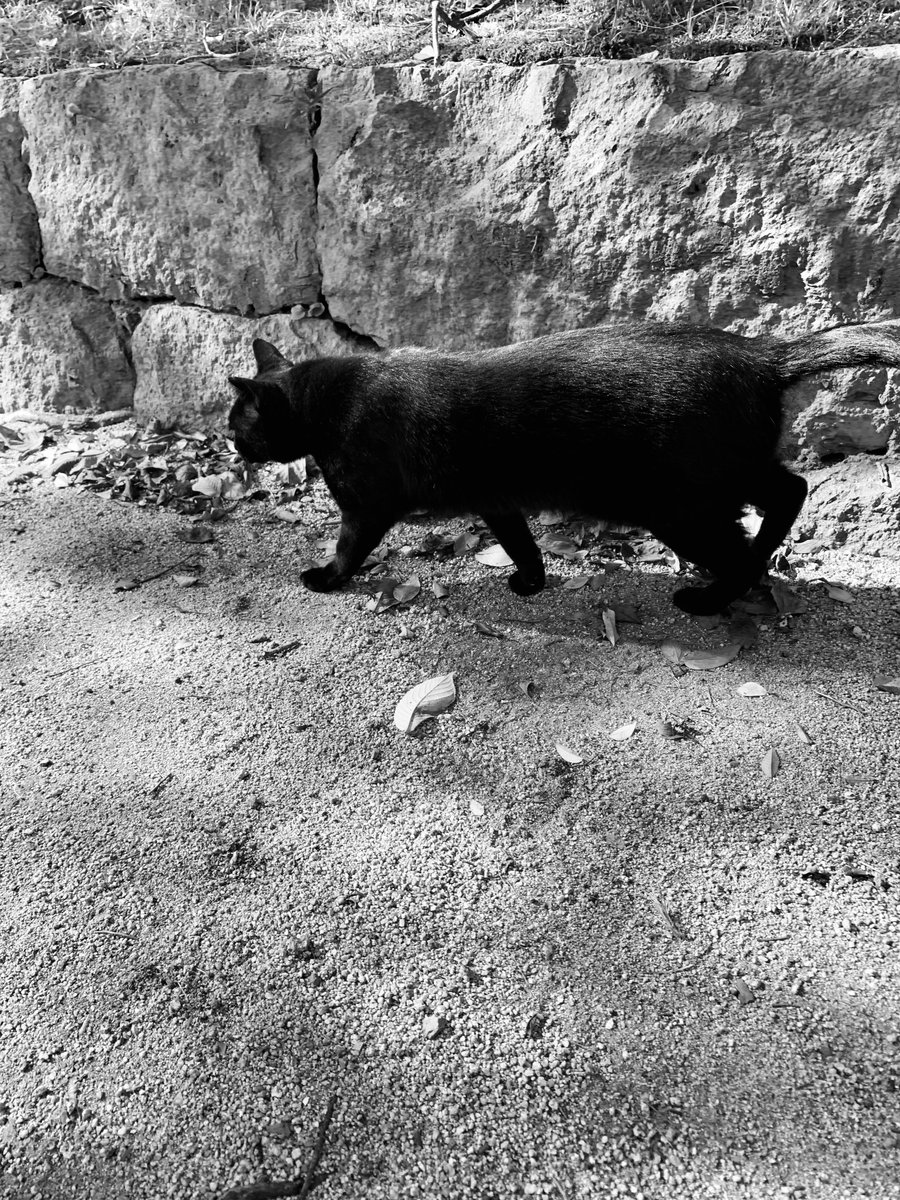 PhotoShinya's tweet photo. 怒りの感情よ

静かに

消え去れ

#モノクローム #詩 #猫写真 https://t.co/P1e0GDzjRu