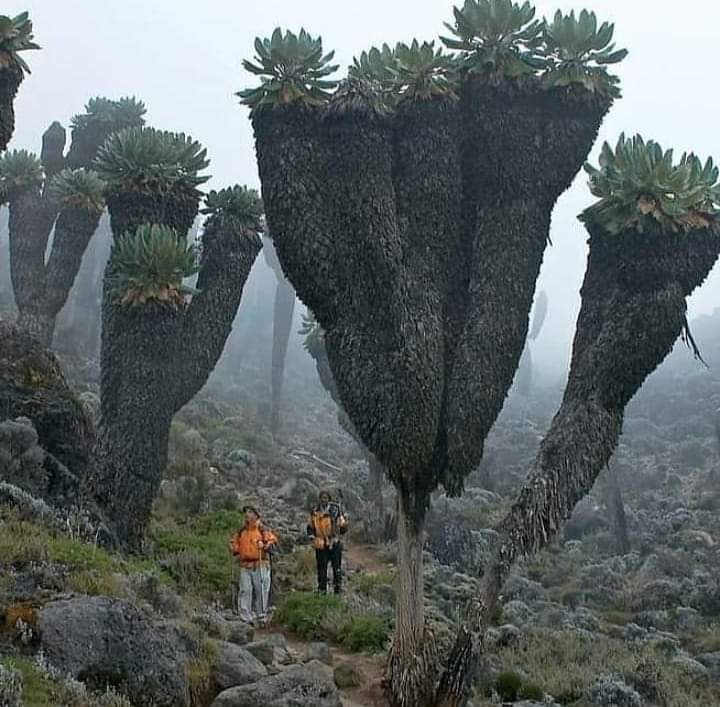 archeohistories's tweet photo. Marvel at the Giant Groundsels of Mt Kilimanjaro 🇹🇿

Giant Groundsels (Dendrosenecio kilimanjari) are prehistoric plants found on top of Mt Kilimanjaro, Tanzania. They evolved about a million years ago in altitudes above 14,000ft, where they learned to harness the ability to survive sub-zero temperatures. They can also grow as high as 30ft tall.

Giant Groundsels are a member of the dandelion family but look more like a twist between a pineapple and a cactus. The plant retains its large dead leaves to help insulate the stem. The leaves even close when it gets too cold. Marvelous and strange, one can imagine dinosaurs just snacking on these big old plants.

In order to carve out an existence in such a forbidding environment—that high up the mountain, temperatures regularly dip below freezing overnight, the plants have evolved water storage in the pith of the stem, nyctinastic leaf movement (which means leaves close when the temperature drops too far), a natural “anti-freeze,” and self-insulation through withered and dead foliage (part of the reason the groundsels look so strange).

Evolution is really the name of the game for giant groundsels, both on Kili and on other East African mountains. None of the species are exactly the same, but it’s guessed that they all evolved from a common groundsel around a million years ago, climbing higher and higher up the slopes via the slow process of windborne seed distribution (which would move the plants no more than a few meters at a time).

📷© Peter Zahar

#archaeohistories