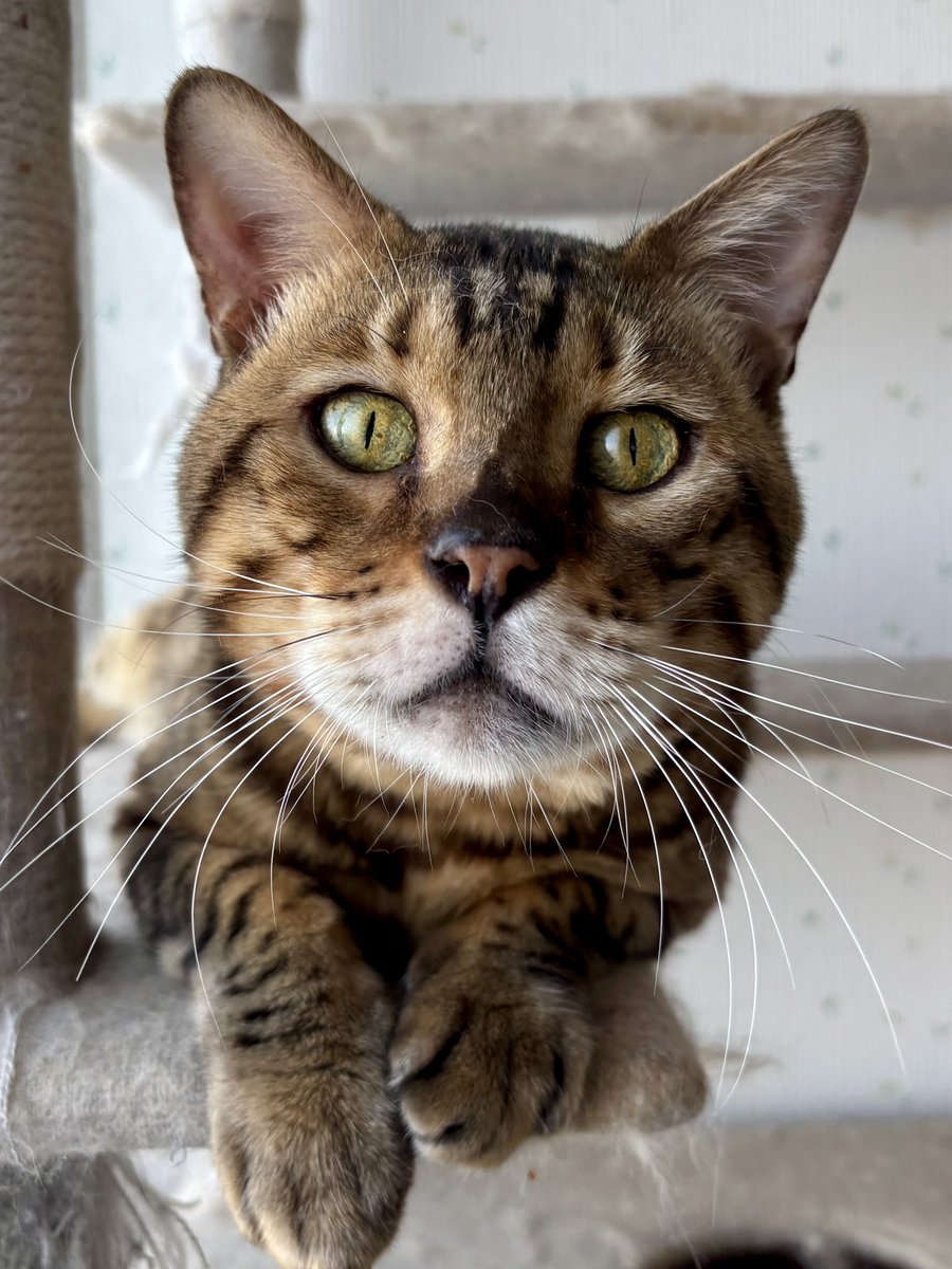 CAHAPPYCAT's tweet photo. 当キャッテリーの猫ちゃんです♡
ベンガルのヴァンくんと、サイベリアンのユニバースくん(仮名)✨
二頭とも、立派な体格をしています💭
また、人懐こくとても可愛らしい男の子たちです!!
お問い合わせお待ちしております♩

#成猫 #男の子
#サイベリアン
#ベンガル
#キャットタワー

担当 都甲 https://t.co/vQK7qnDmf2