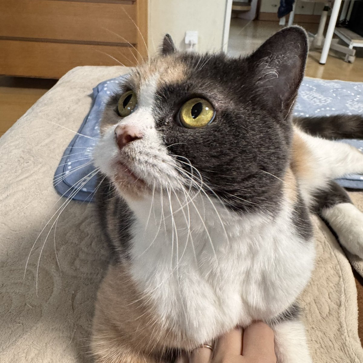 nekozo328's tweet photo. おめめキュルキュルなジル子さん https://t.co/8Y9WZsXVV1