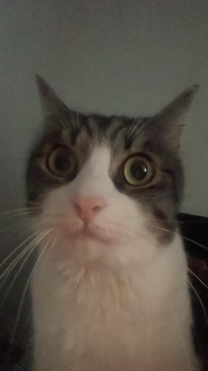 chatmignon__'s tweet photo. salut toto https://t.co/WFZuIOWzCq