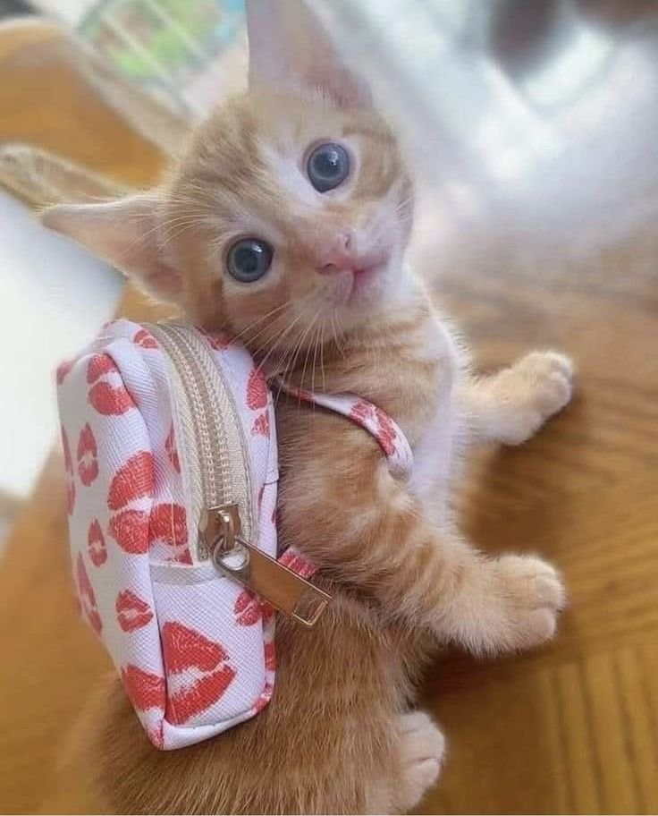 nekocatts's tweet photo. Going to school https://t.co/grzJIYuX8t