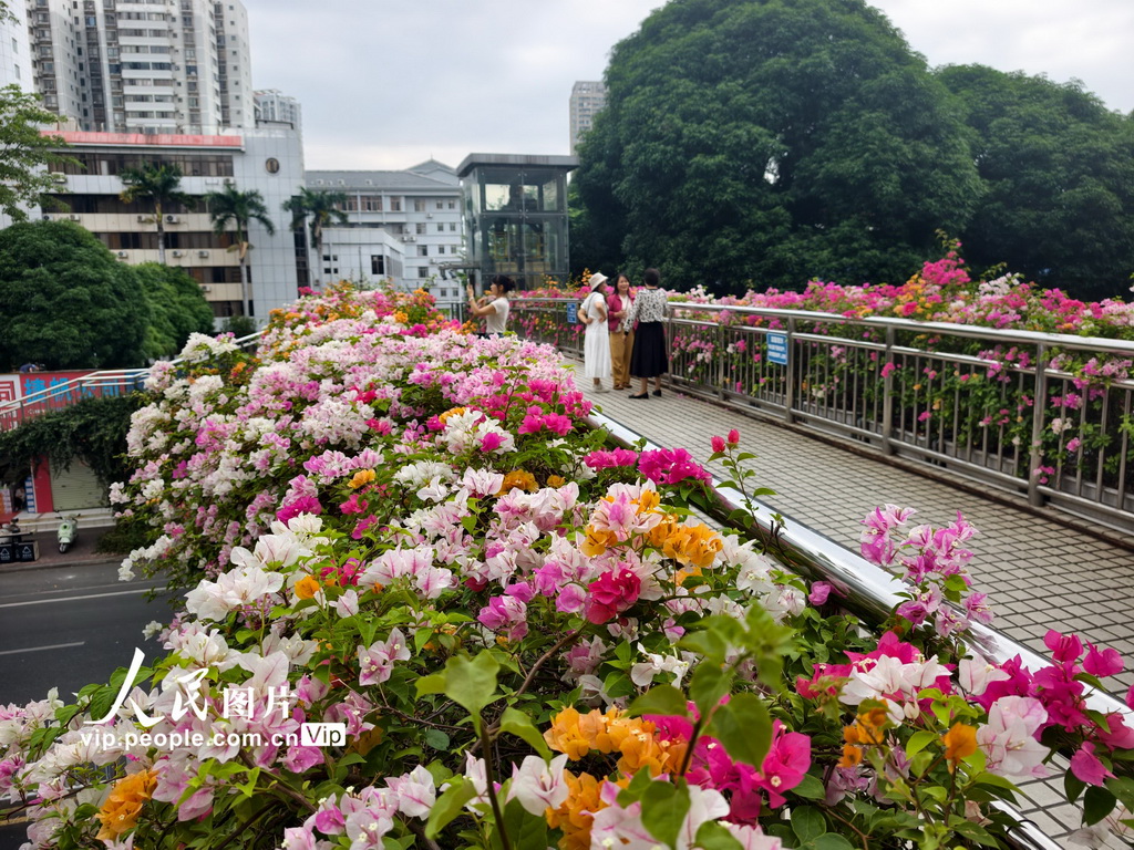 PDChinese's tweet photo. 【廣西南寧：三角梅綻放 扮靚人行天橋】9月13日，位於廣西南寧市星湖路的人行天橋上，各色三角梅競相綻放，吸引市民駐足賞花。 https://t.co/bc42bAvoG1