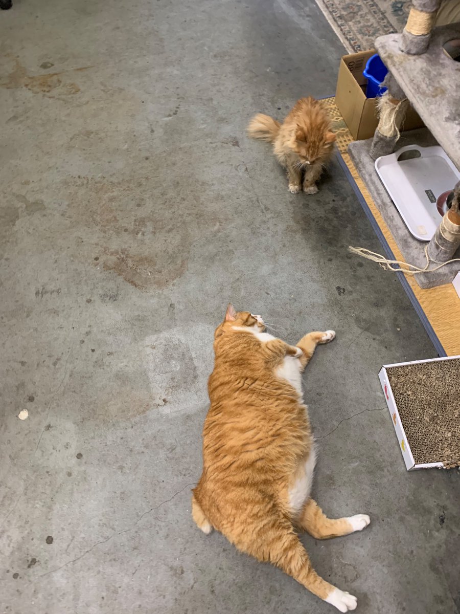 itopre's tweet photo. 赤トラ猫の集いに…

#猫
#猫が会社にいる幸せ
#猫のいる暮らし
#猫好きさんと繋がりたい
#コッコさん🐈
#ふわ🐈 https://t.co/jnhboUsfFu
