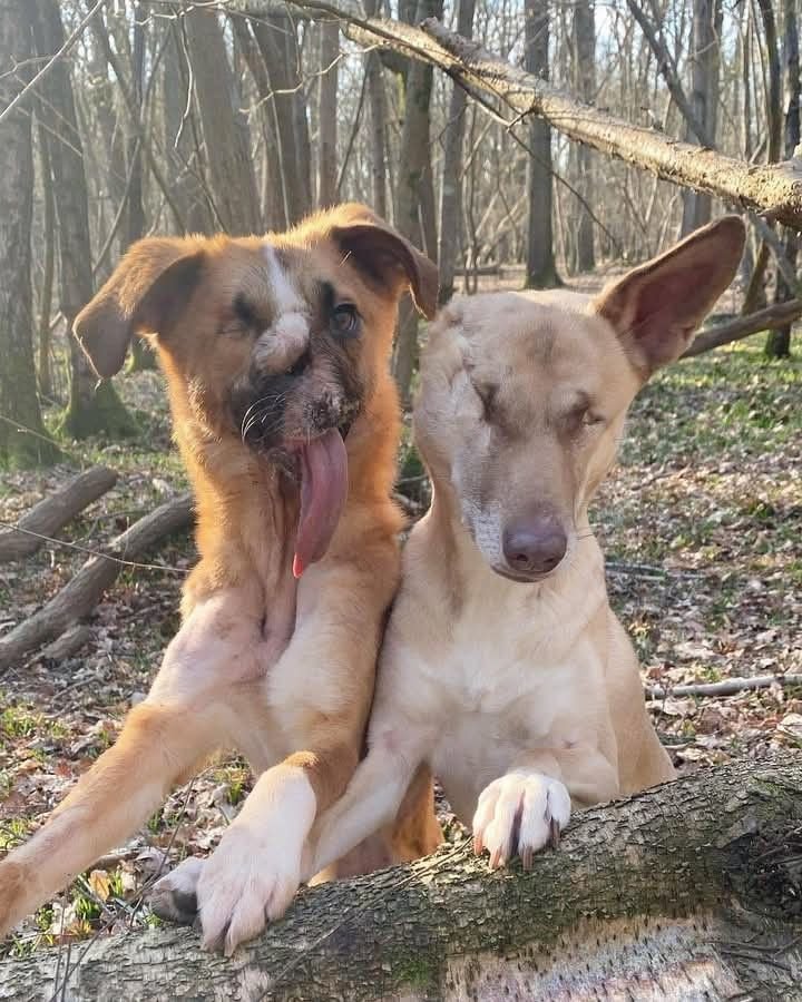 Mavia_4560's tweet photo. Some friendships don’t need words. They just need two hearts that never leave each other. 🥺🐶❤️ https://t.co/oKE7tHhPKN