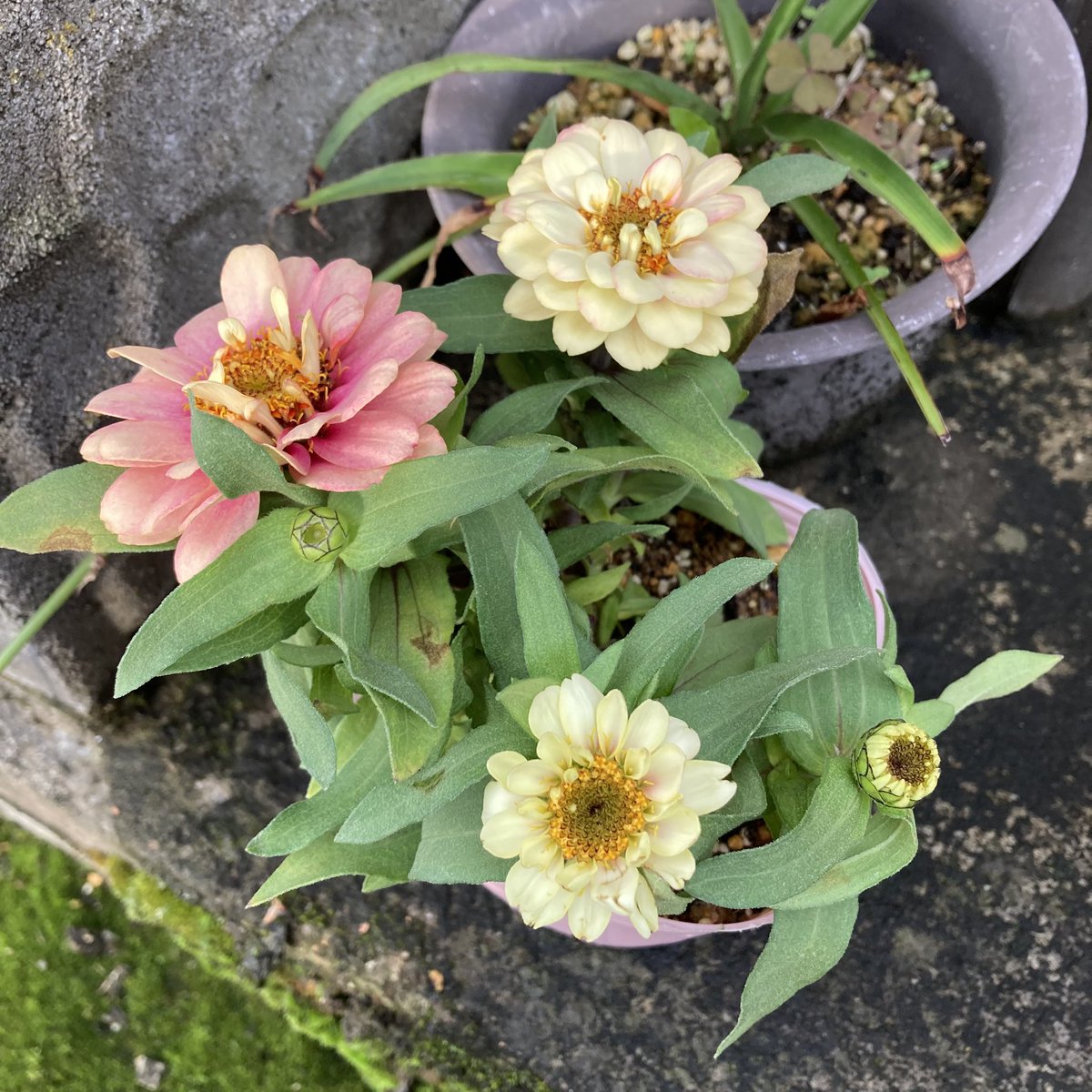 Yukky11252's tweet photo. ばあちゃんの誕生日だからジニアをプレゼントした💐✨ https://t.co/4H251A0j6u