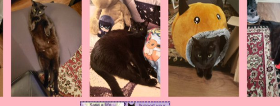 topquantinu's tweet photo. ey guys im Mayggoe, the creator of kingofteeth website, im an web maker and artist.

Today i'm creating a token on https://t.co/xAFoSPhDTu to help my cat "Pepperoni" he unfortunately died yesterday 💔,
i hope you guys enjoy my website made with love. https://t.co/rsLFcMsDFI
