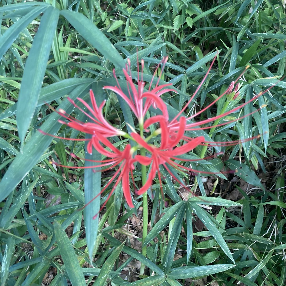 kitone_kasuya's tweet photo. 久しぶりの晴天！
雑木林のあちこちでヒガンバナの花芽が出てきました。今年は蘆花さんの命日9月18日は満開かもしれませんね。#世田谷区　#雑木林　#徳冨蘆花　#蘆花忌 https://t.co/CiqAkC91Wf