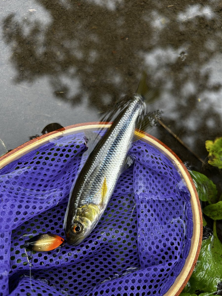 fish_jet's tweet photo. 〝何処にでも居る〟と思っていたのだが、居る所にしか居ないようなので、下流から上流まで探ってみた。
全く気配も無かったり…突然、ギラリッと反転したり…60㎝はあるナマズが出て来たり…。
あちこちポイントを探すの久しぶりに、ワクワクして楽しかった。
#PR #チャビング #ピット #iJetLink https://t.co/xDCbqlBImx