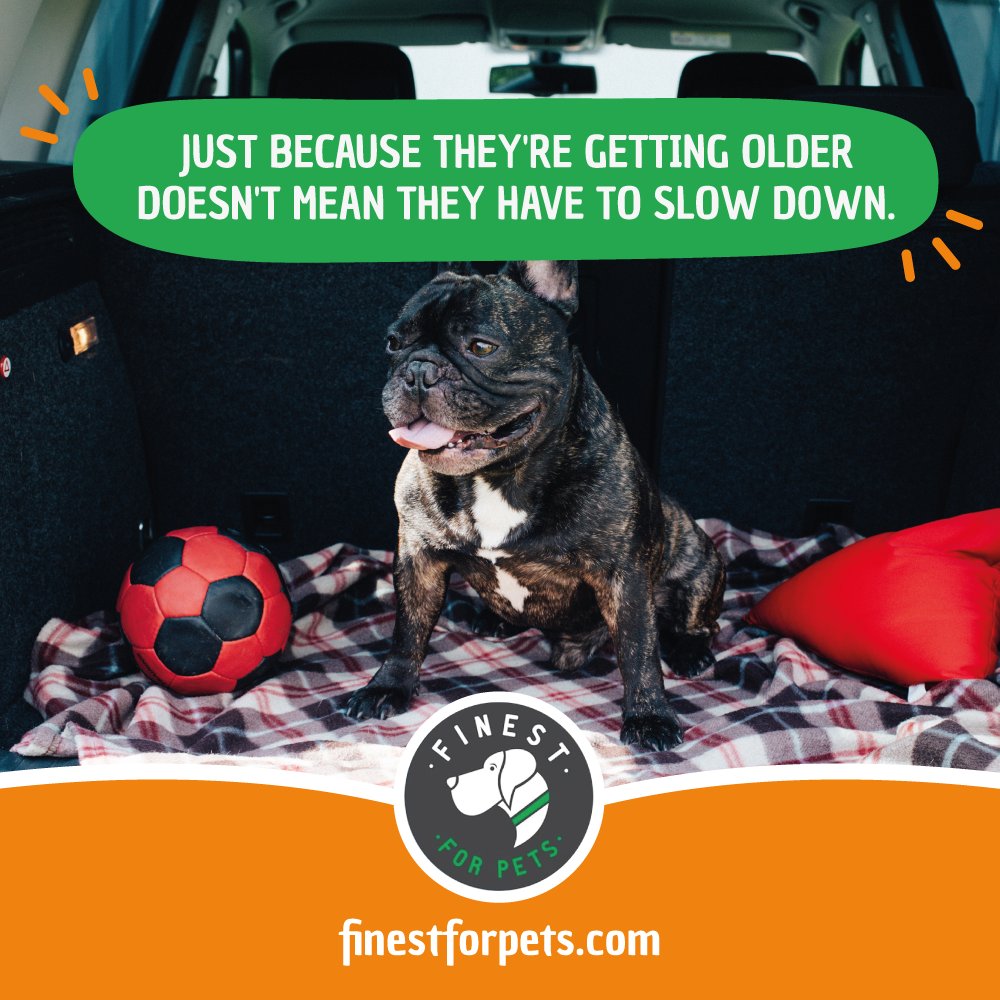 FinestForPets's tweet photo. Some dogs never stop acting like puppies. Support healthy joints with Rejenease.

#Rejenease #DogMobility #JointSupport https://t.co/uj7T0NMoJB