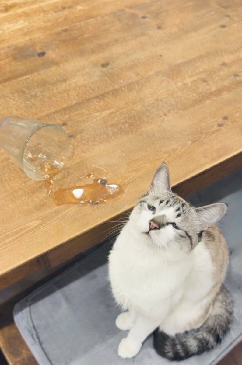 piennekomint's tweet photo. 『#ぴえん猫ミント』漫画連載🐾 毎週月曜18時更新✨ 第7話📖

証拠は充分にありますがかわいいので不起訴です🫶
コップを置きっぱなしにしたにんげんは有罪🫵🏻 https://t.co/he6VIlJif7