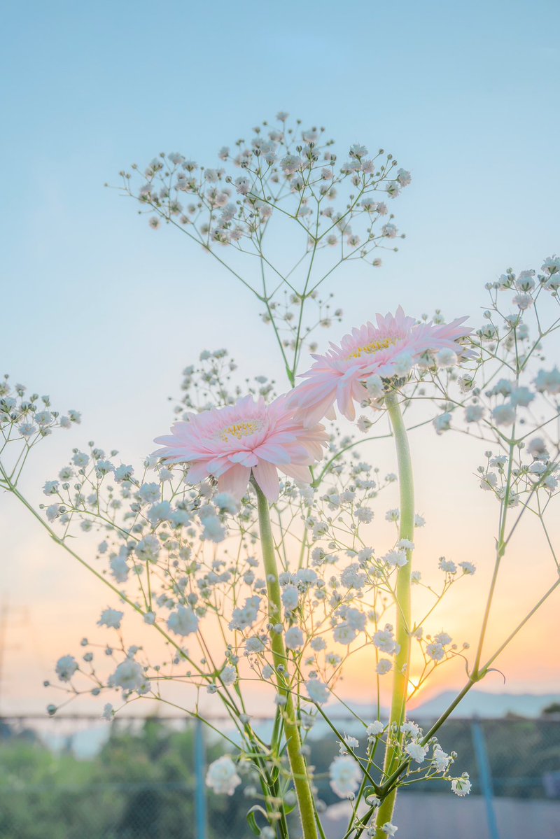 Noah_photobook's tweet photo. 淡色のお花が好き。 https://t.co/ZxXT8G2Ncj