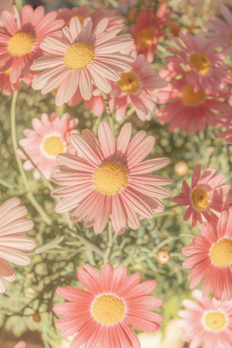 Noah_photobook's tweet photo. 淡色のお花が好き。 https://t.co/ZxXT8G2Ncj