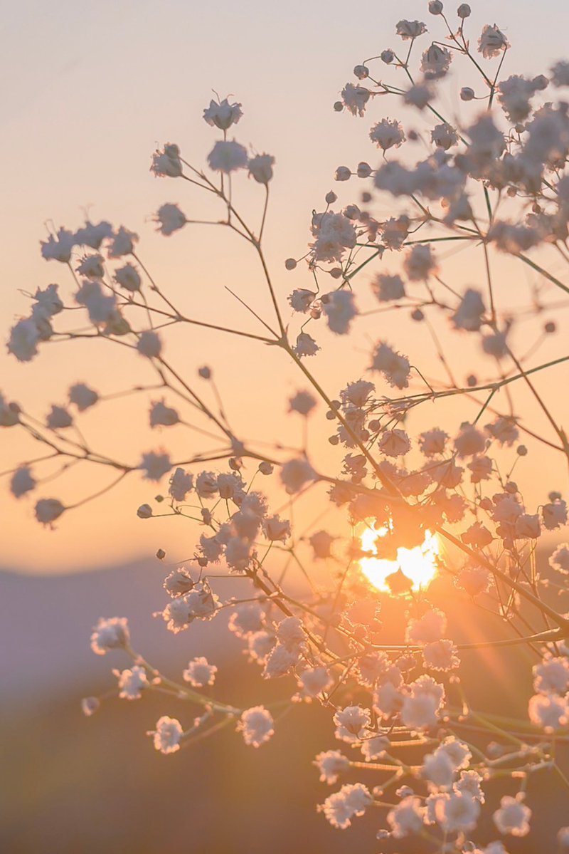 Noah_photobook's tweet photo. 淡色のお花が好き。 https://t.co/ZxXT8G2Ncj
