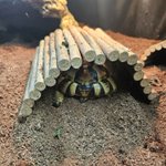 Photo by TinyTommyTortoise (@tortoise_tiny)