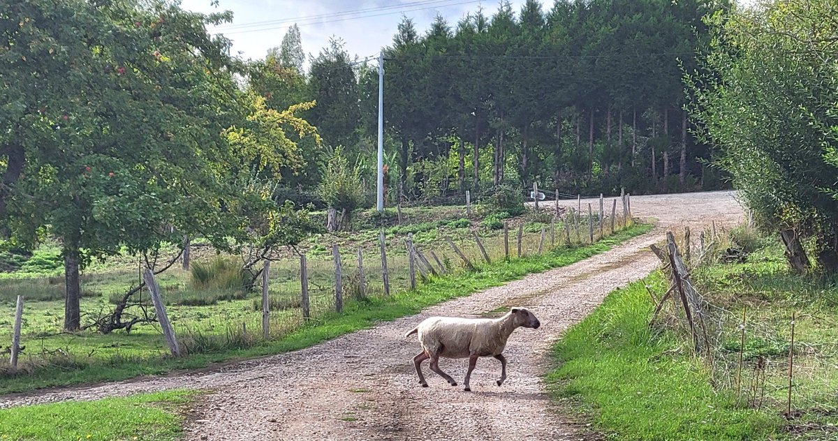 TemplarsCider's tweet photo. 🐑 crossing! One of our ewes going to the upper orchard, photo courtesy of Katrin #sheep #orchards #cidre #cider https://t.co/9PHSfUEhJ9